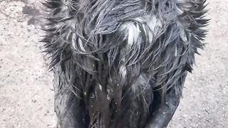 Mud Dog