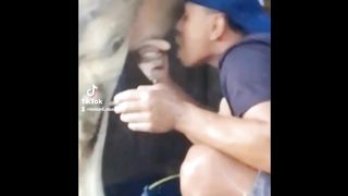 unlucky cow milking behavior