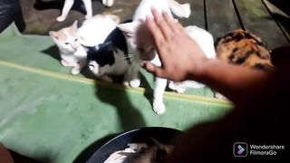 obedient cat 2