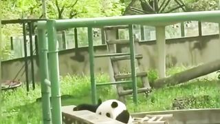 Random Cute Video