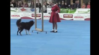 Dog show