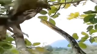 Mother Bird kills Snake to feed her baby,The Price Snake Has To Pay For The Bird Family