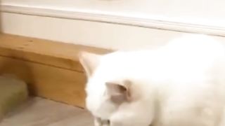 Funny Animal cat