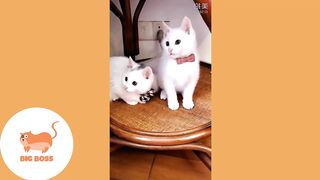 Cute Dogs and Cats | Funny Cats and Dogs Videos Compilation 2023 | Cute Is Not Enough