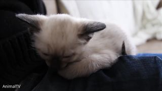 Siamese Kittens Playing - Cute Compilation