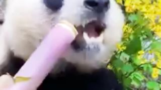 Panda mukbang