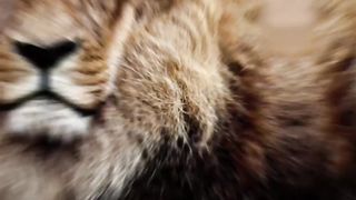 what if animals becomes superman by AI ? wow amazing