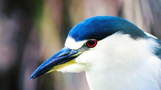 Amazing Wild Animal | HD View | Beautful NATURE | RELAXING