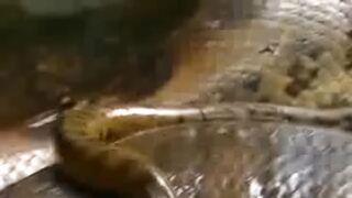 ANIMALS IN THE FOREST