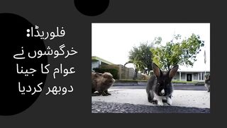 Florida Rabbits make life difficult for people