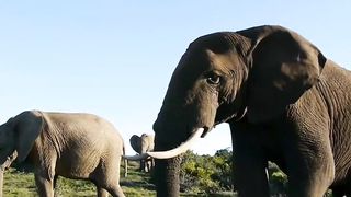 Fakta Hewan Gajah