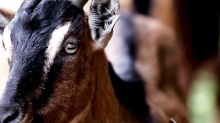 Fakta Hewan Kambing