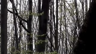 Beautiful nature 60
