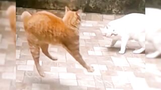 This is what happens when the two of you never get along