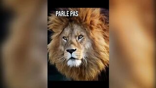 Animaux 2