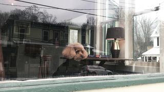 Free delivery of pet for guardianship 12