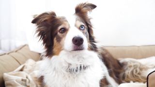 Free delivery of pet for guardianship 14