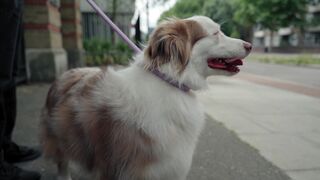 Free delivery of pet for guardianship 16