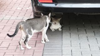 Duo Kucing