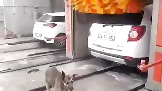 Dog massager.