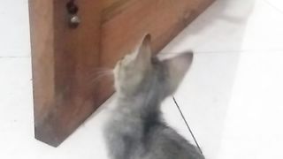 Animal lovers 5