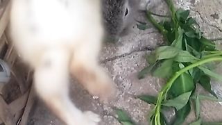 Animal lovers 6