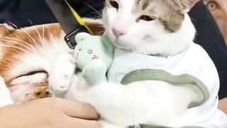 Wah kucing Kaka itu lucu sekali