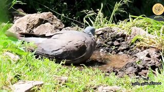 Funny video of the jungle pigeon breeding and nightingales in Mazandaran