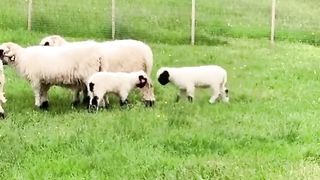 Interesting video of the funny training of two little lambs to fight!