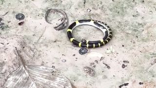 Incredible video of the enchanting dance of a snake!