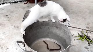 Funny cats 2023 2