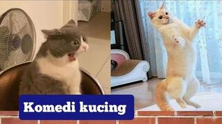 Vidio kucing terlucu - dubbing hewan lucuu ????????