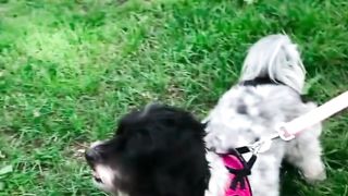 Funny video of a parrot barking imitation in front of a dog!