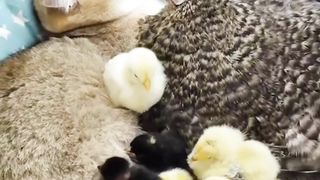The strange and incredible friendship of a cat with a chicken and its chicks
