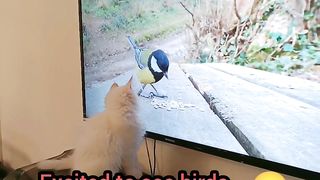 Cat is watching her favorite movie ????