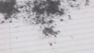 Animal lovers 8