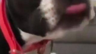 Funny animals 102