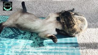Animal facts 2