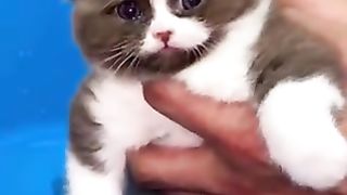 Cats that don't like water