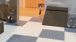 Bad boy cat that startles his friends.