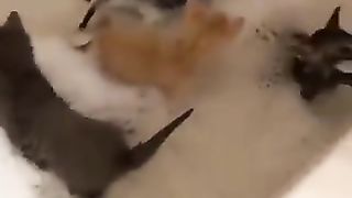 Bathe the cats all at once.