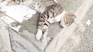 Its so cute and funny domestic cat