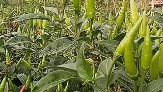 Cabe rawit hijau