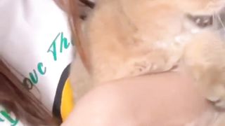 Cute Animal