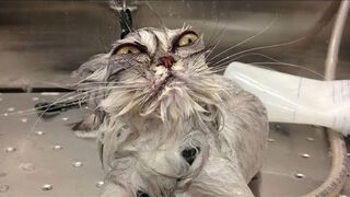 Funniest Cat Videos Ever! (Try not to laugh) ???? 2