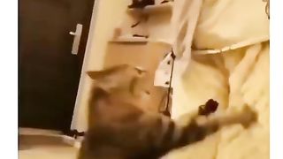 the cat was jealous and screamed like it was squeezed!