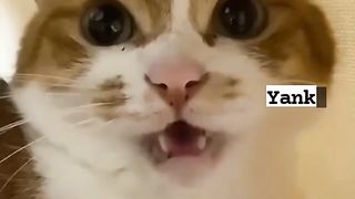 The cuttest meows sound in your life! :)
