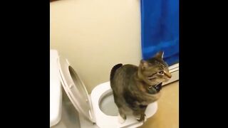 This cat pop! And have deadly combo!