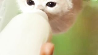 Compilation of funny cat and kitten videos ( kucing )