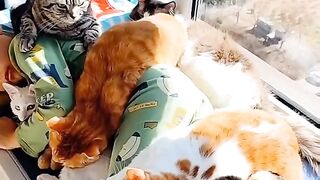 Мальчик и котята.